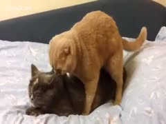 The owner records their two cats having sex on the couch.